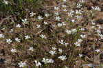 Pitcher's stitchwort